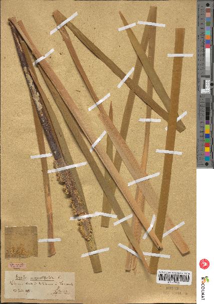 spécimen de Typha angustifolia