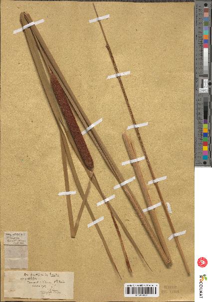 spécimen de Typha angustifolia