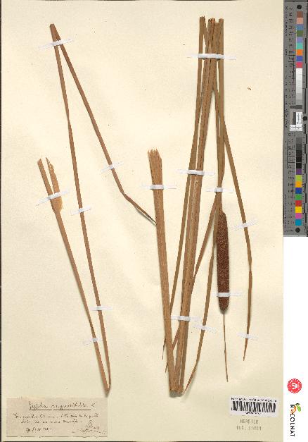 spécimen de Typha angustifolia