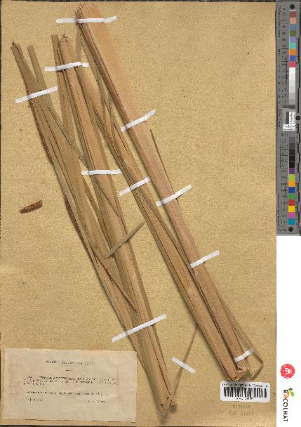 spécimen de Typha angustifolia
