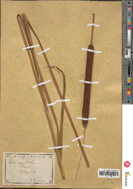 spécimen de Typha angustifolia