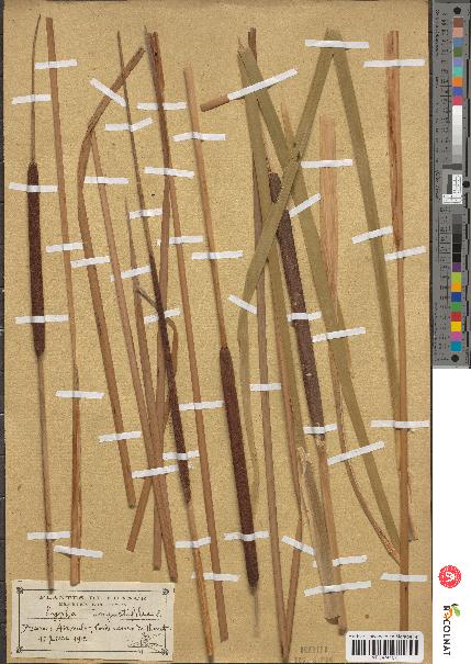 spécimen de Typha angustifolia