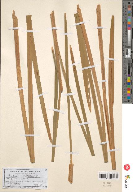spécimen de Typha sp.