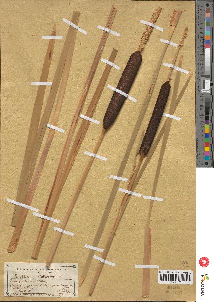 spécimen de Typha sp.