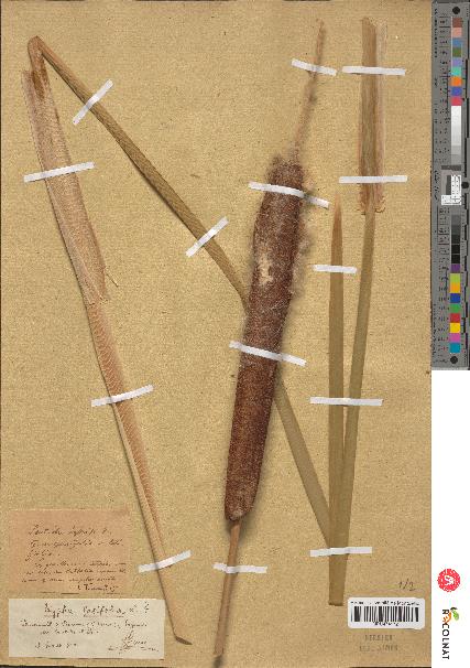 spécimen de Typha sp.