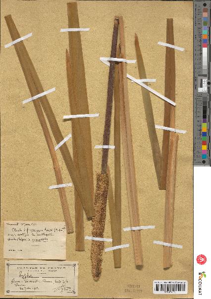 spécimen de Typha sp.