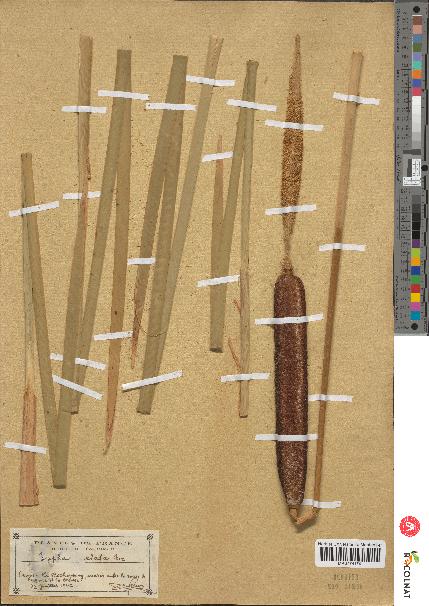 spécimen de Typha sp.