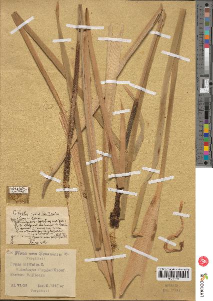 spécimen de Typha latifolia