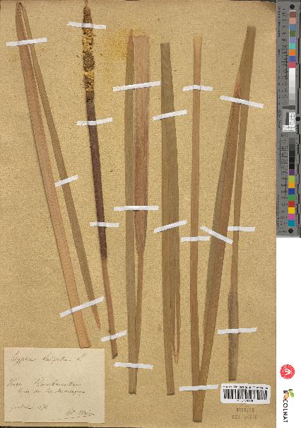 spécimen de Typha latifolia