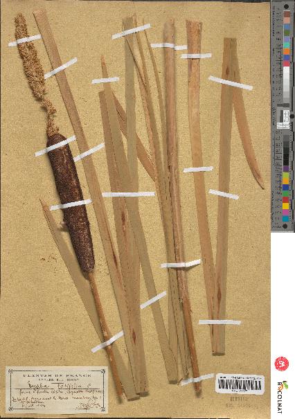 spécimen de Typha latifolia