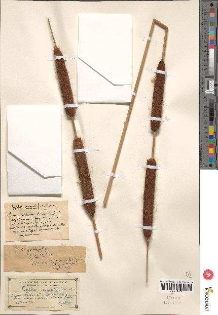 spécimen de Typha angustifolia