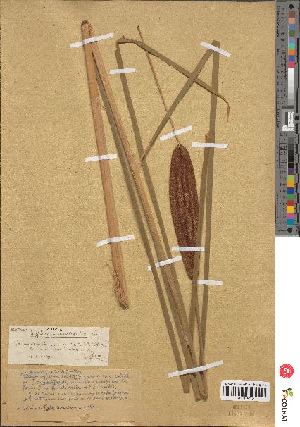 spécimen de Typha angustifolia