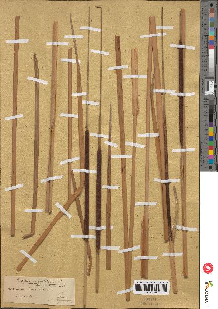 spécimen de Typha angustifolia