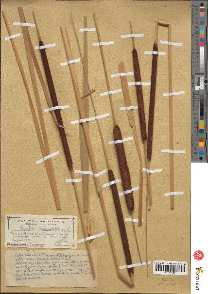 spécimen de Typha angustifolia