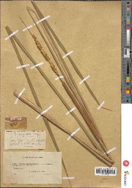 spécimen de Typha angustifolia