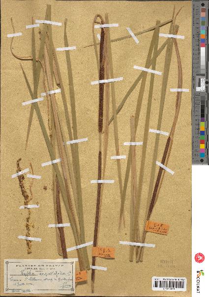 spécimen de Typha angustifolia