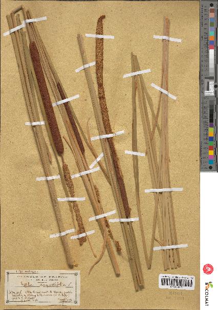 spécimen de Typha angustifolia