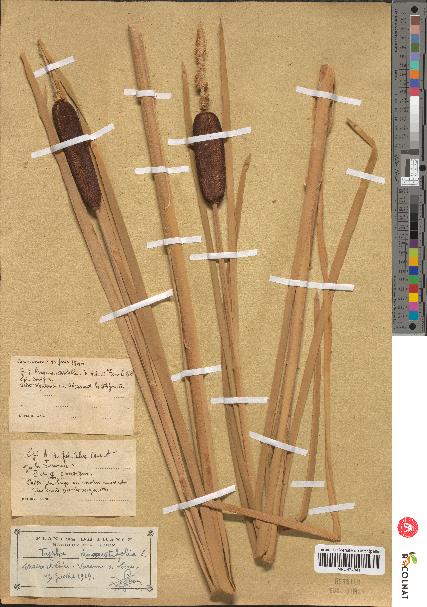 spécimen de Typha angustifolia