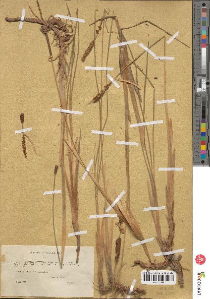 spécimen de Typha minima