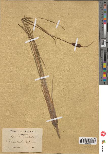 spécimen de Typha minima