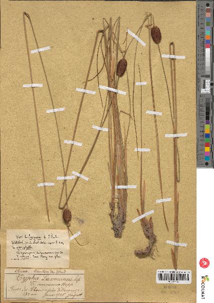 spécimen de Typha minima