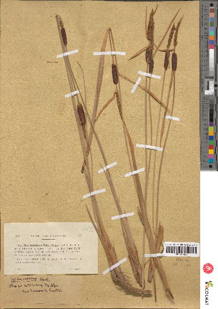 spécimen de Typha minima