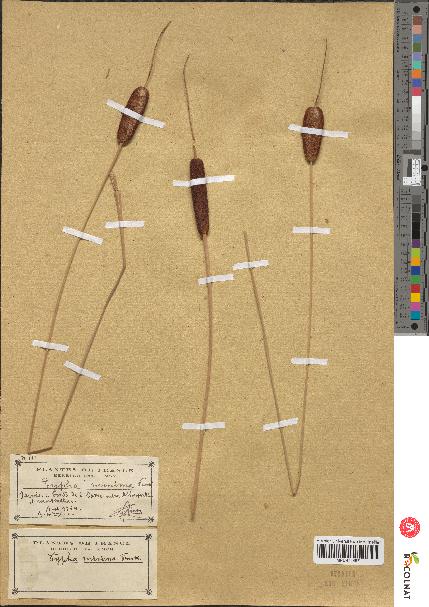 spécimen de Typha minima