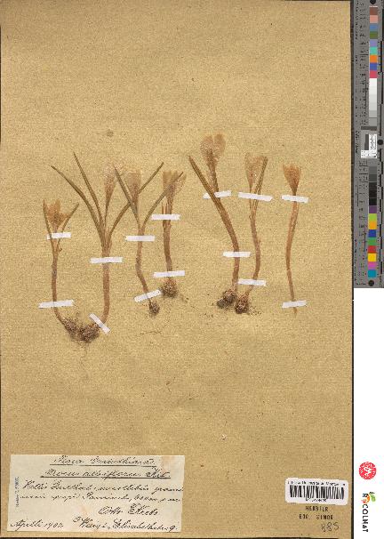 spécimen de Crocus albiflorus