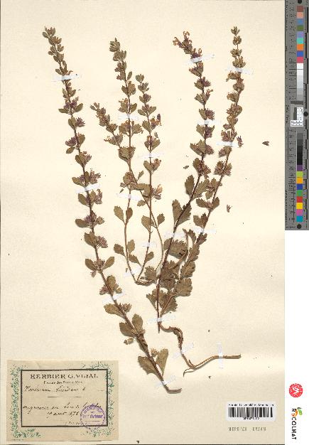 spécimen de Teucrium lucidum