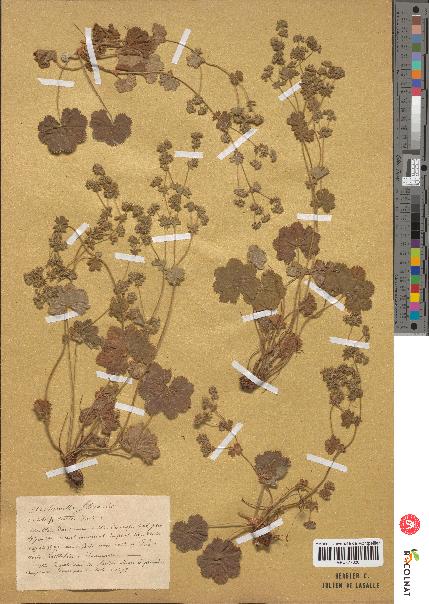 spécimen de Alchemilla filicaulis