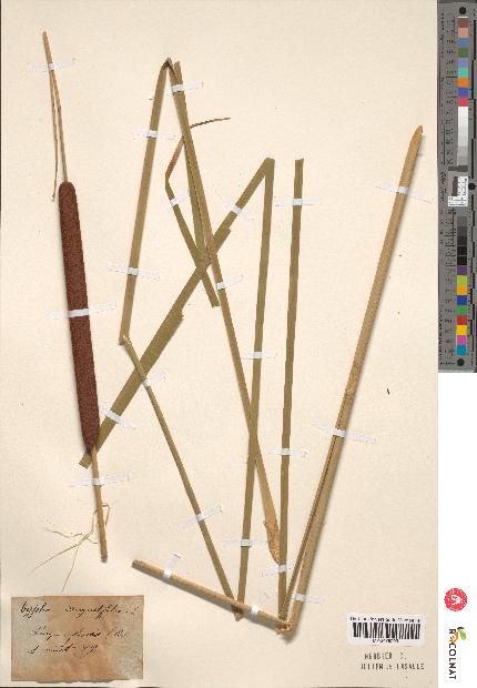 spécimen de Typha angustifolia