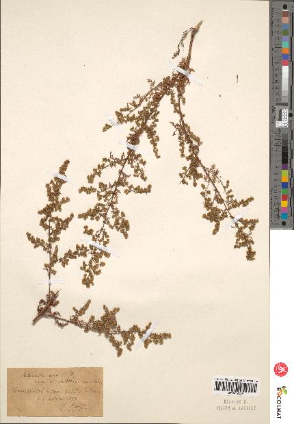 spécimen de Artemisia annua