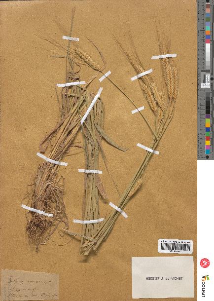 spécimen de Triticum monococcum