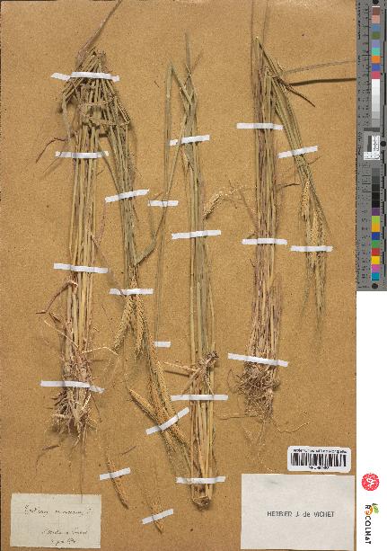 spécimen de Triticum monococcum