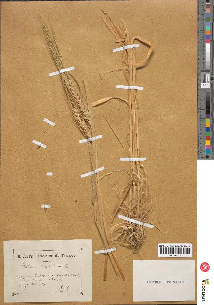 spécimen de Hordeum distichon