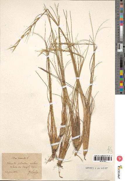 spécimen de Stipa pennata