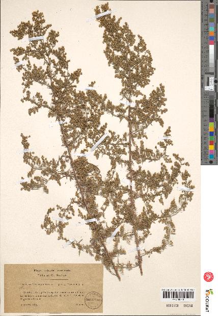 spécimen de Artemisia annua