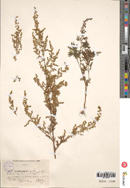 spécimen de Artemisia annua