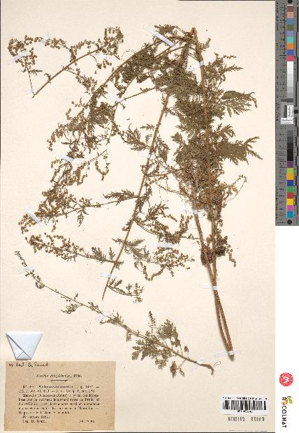 spécimen de Artemisia annua