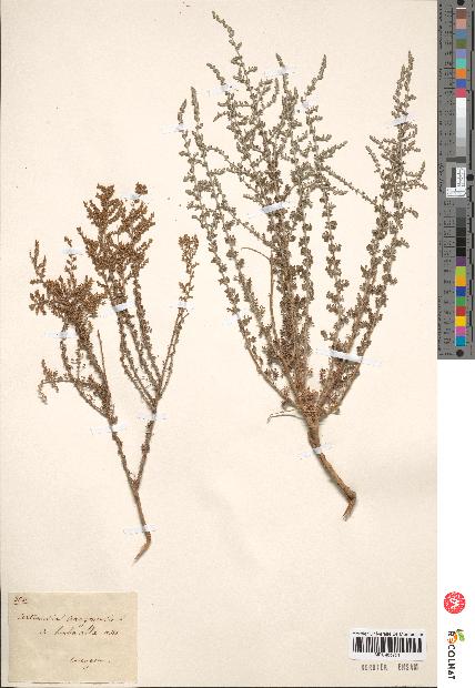 spécimen de Artemisia aragonensis