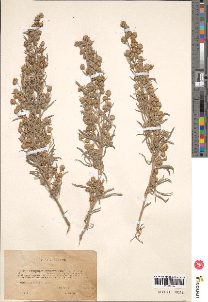 spécimen de Artemisia arborescens