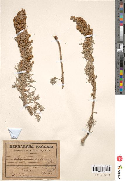 spécimen de Artemisia arborescens