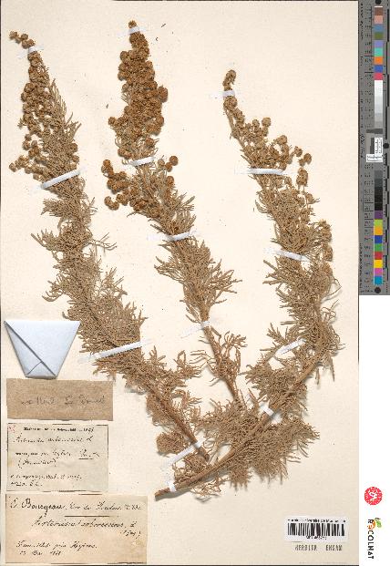 spécimen de Artemisia arborescens