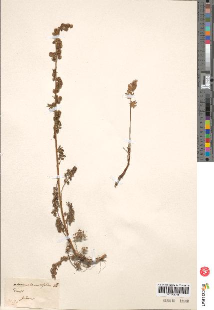 spécimen de Artemisia tanacetifolia