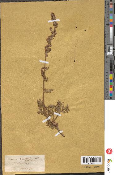 spécimen de Artemisia tanacetifolia