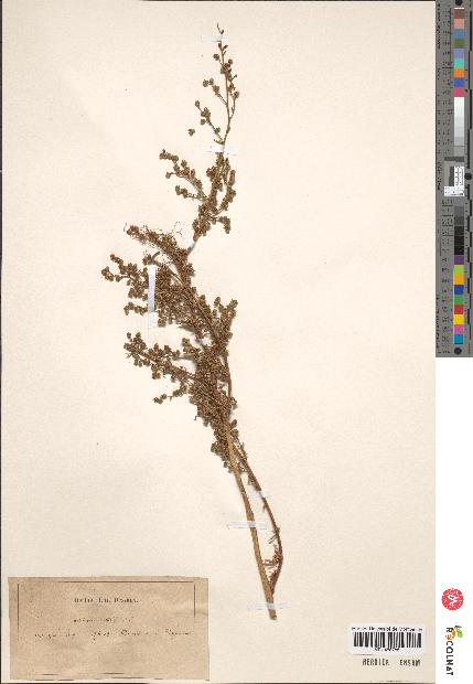 spécimen de Artemisia crithmifolia