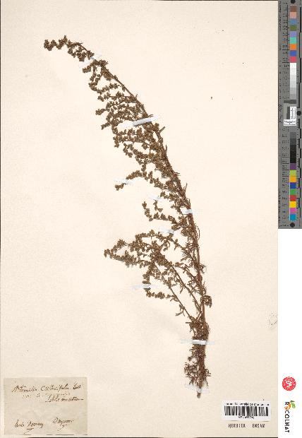 spécimen de Artemisia crithmifolia