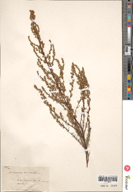 spécimen de Artemisia campestris