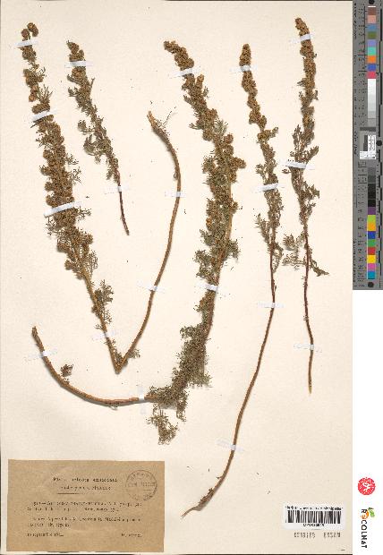 spécimen de Artemisia chamaemelifolia