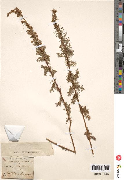 spécimen de Artemisia chamaemelifolia